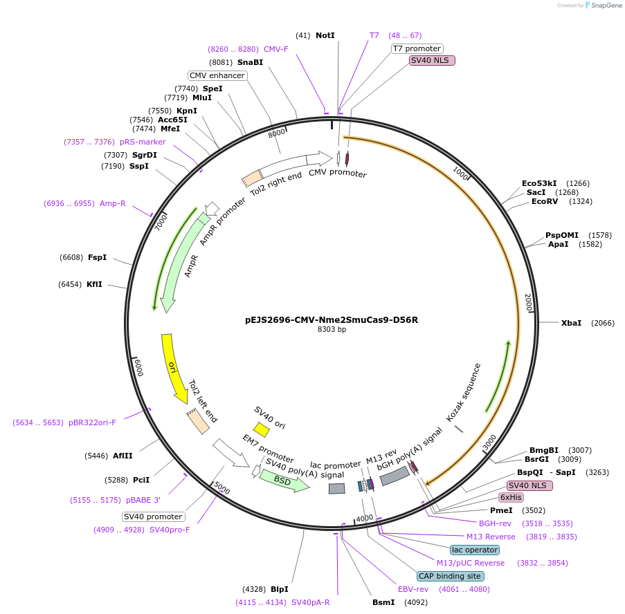 228717-plasmid-map-sequence-id-454003