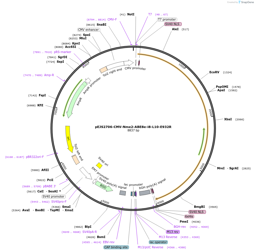 228727-plasmid-map-sequence-id-454006
