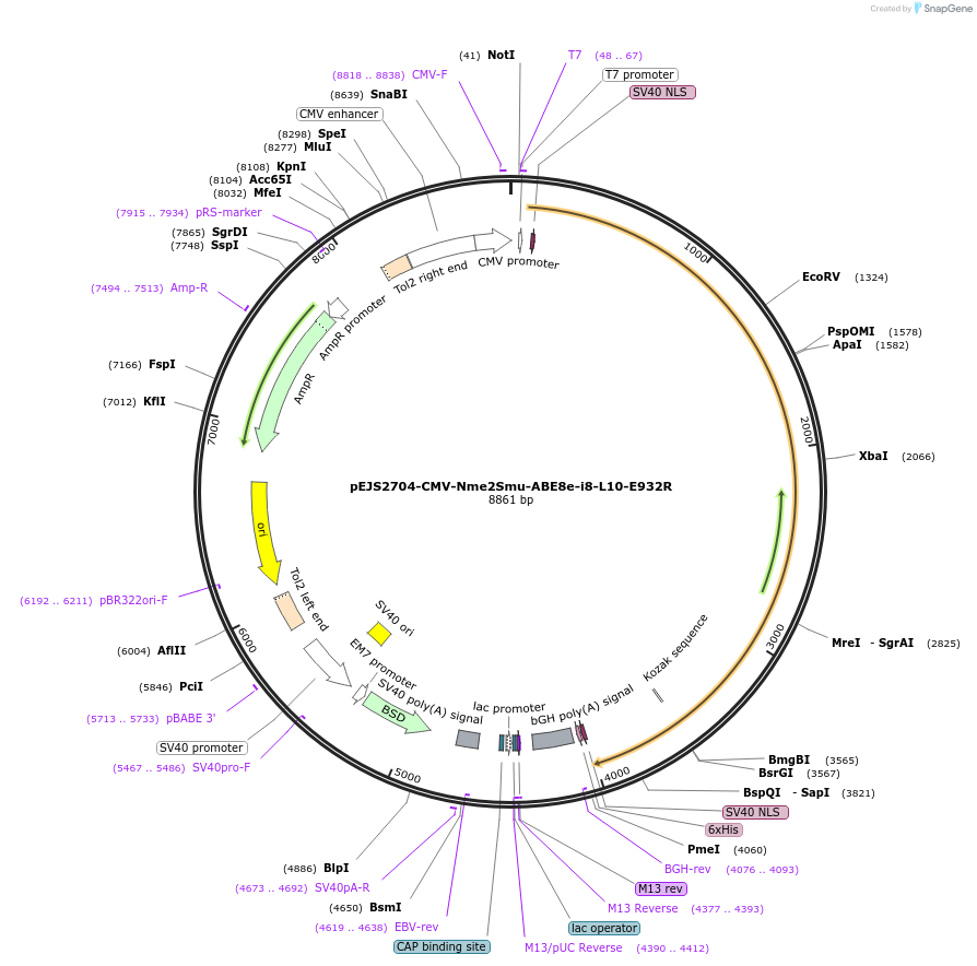 228725-plasmid-map-sequence-id-454009