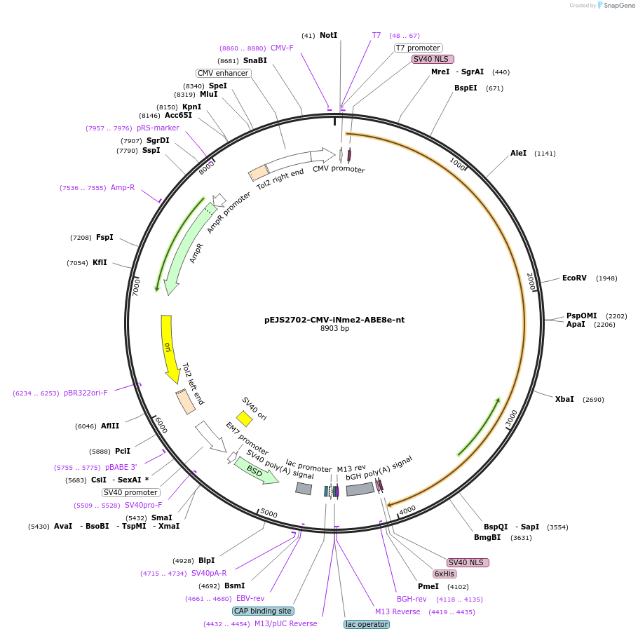 228723-plasmid-map-sequence-id-454010