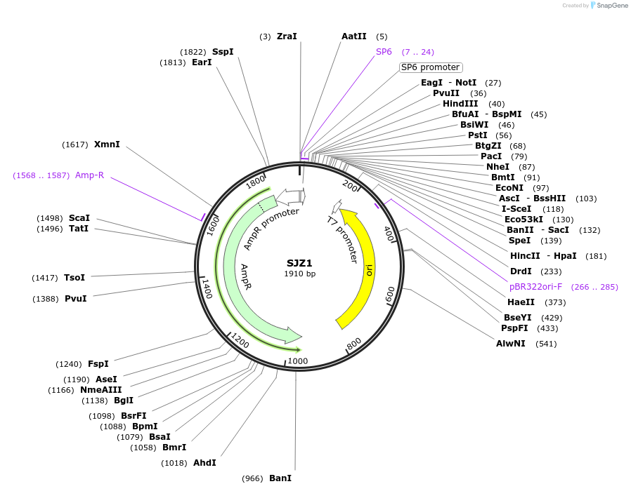 228263-plasmid-map-sequence-id-454016