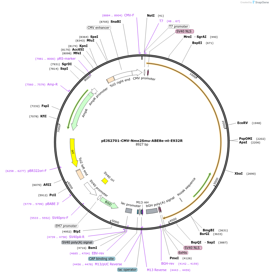 228722-plasmid-map-sequence-id-454017