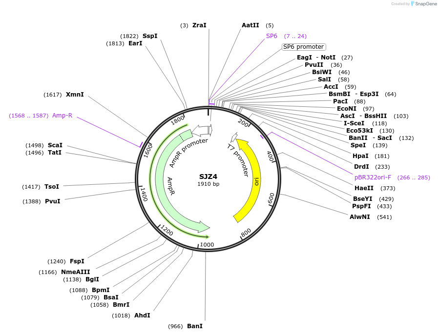 228265-plasmid-map-sequence-id-454018