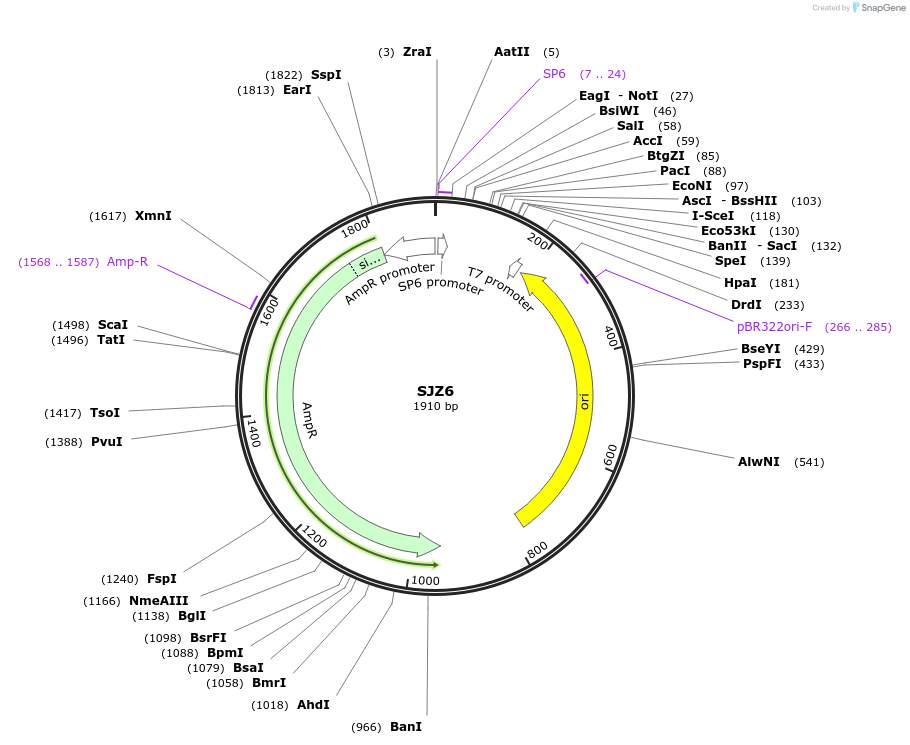 228267-plasmid-map-sequence-id-454019