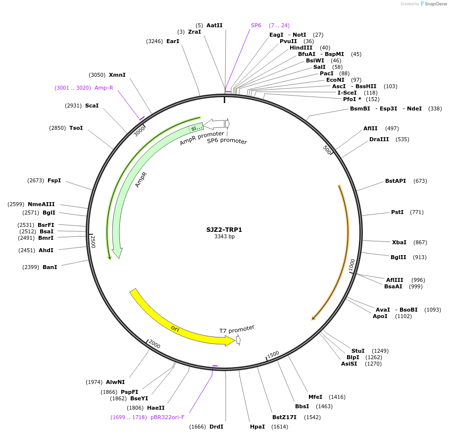 228256-plasmid-map-sequence-id-454020