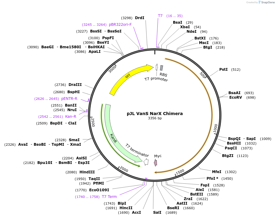 225655-plasmid-map-sequence-id-454023