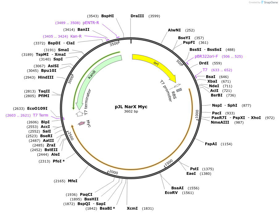 225651-plasmid-map-sequence-id-454024