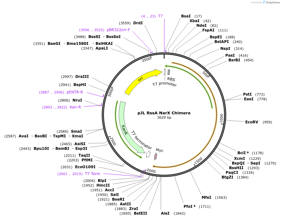 225654-plasmid-map-sequence-id-454025