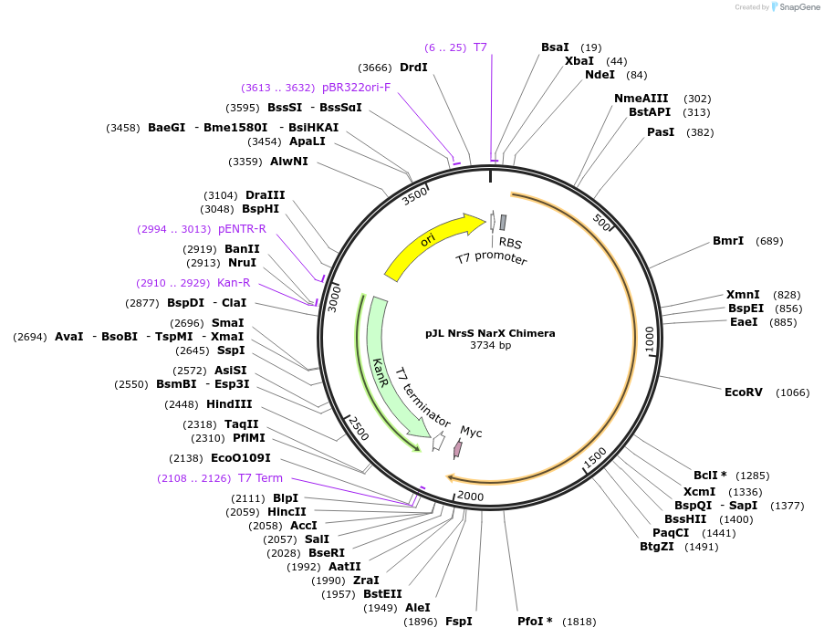 225653-plasmid-map-sequence-id-454026