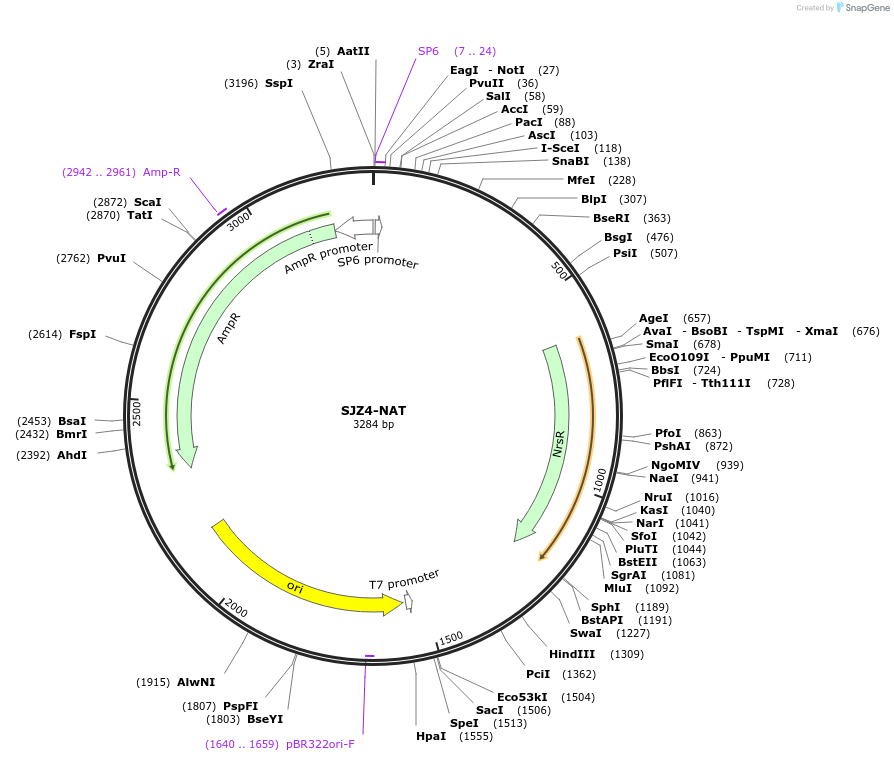 228257-plasmid-map-sequence-id-454027