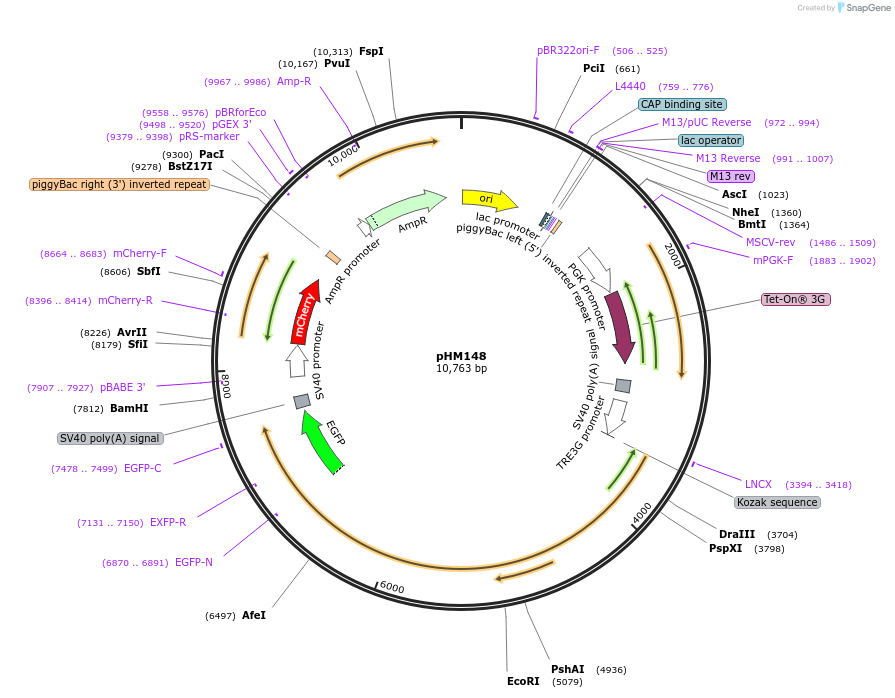 225532-plasmid-map-sequence-id-454028