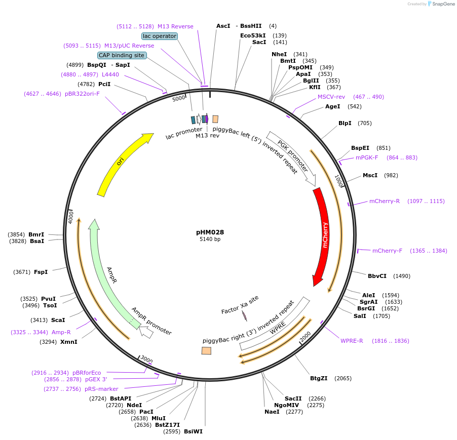 225522-plasmid-map-sequence-id-454030