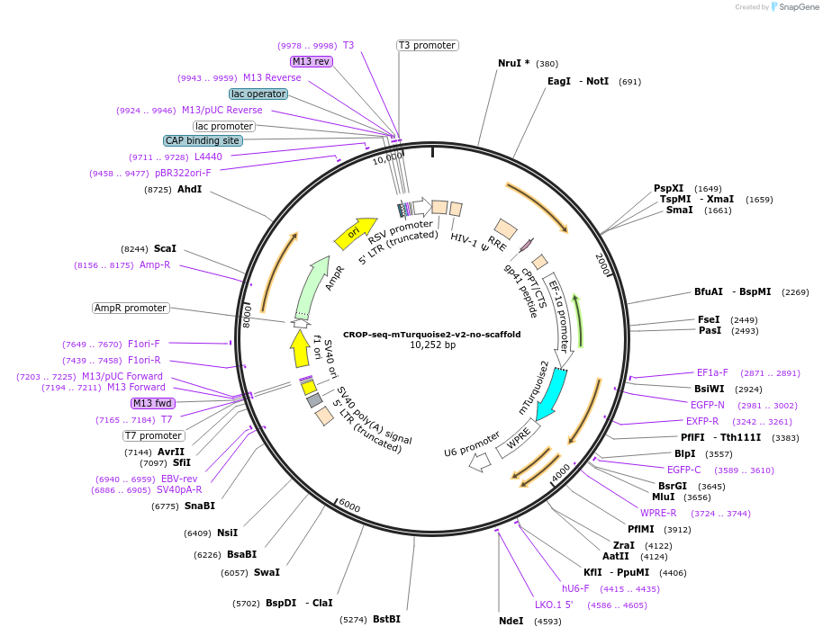 228522-plasmid-map-sequence-id-454031