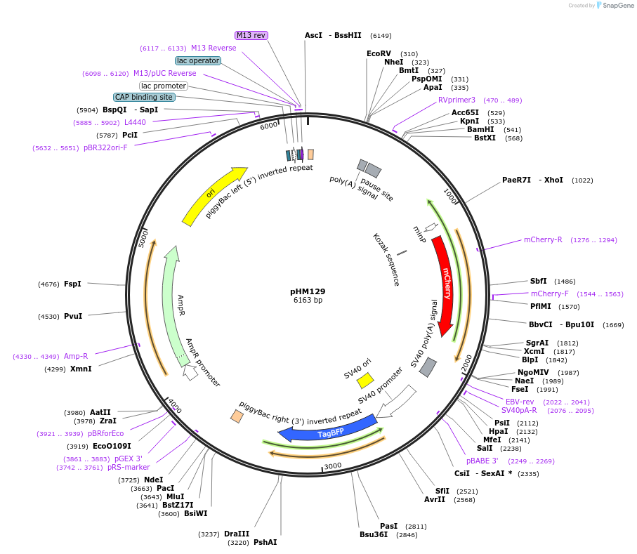 225534-plasmid-map-sequence-id-454038