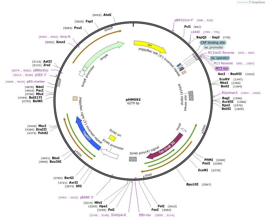 225526-plasmid-map-sequence-id-454039