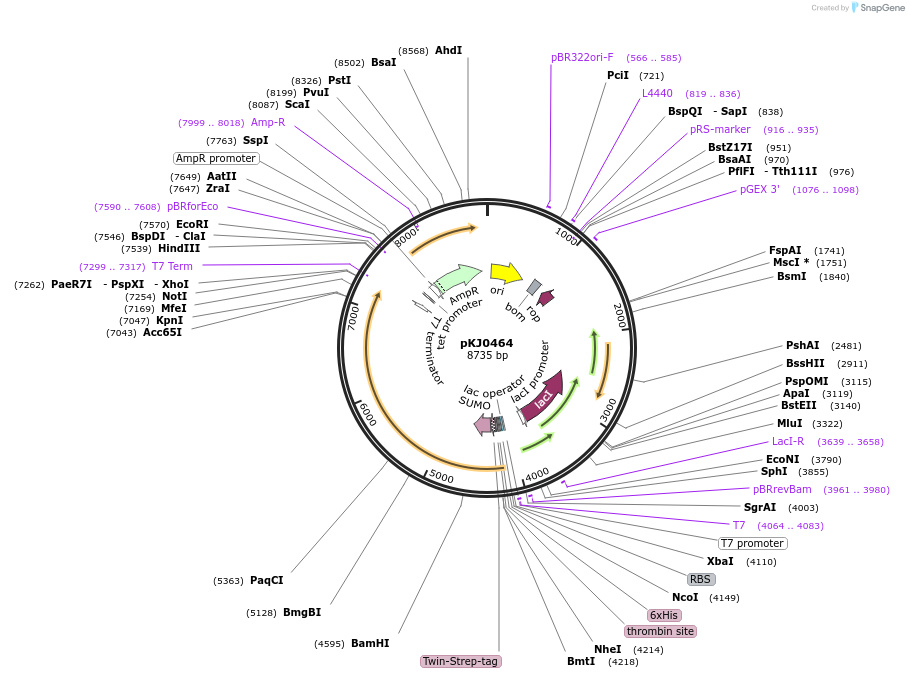 228716-plasmid-map-sequence-id-454043