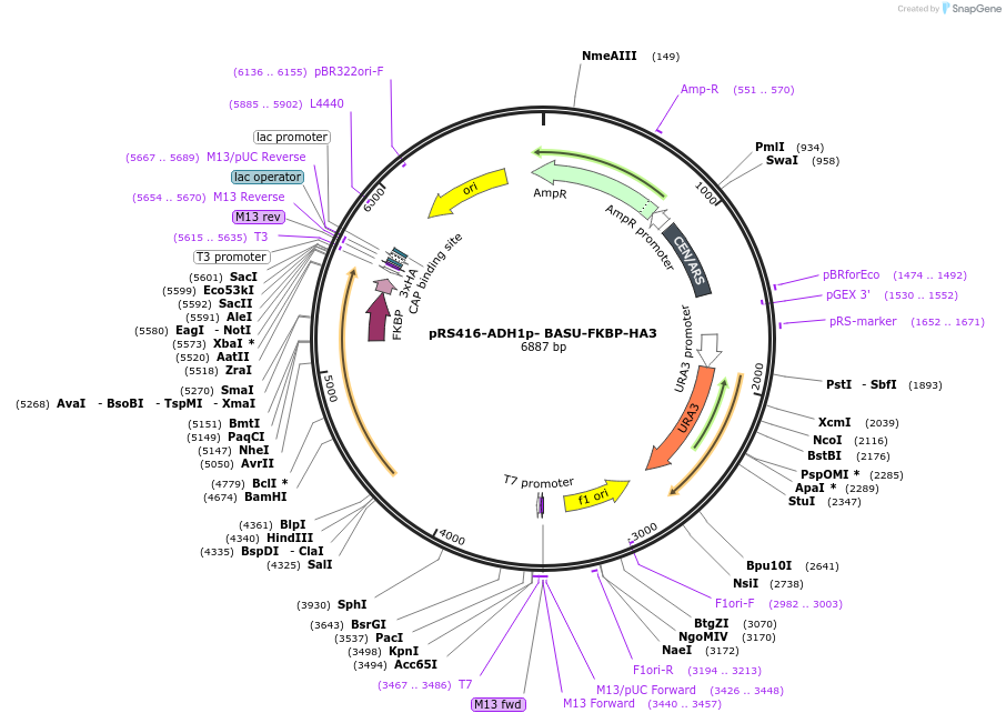 227994-plasmid-map-sequence-id-454047