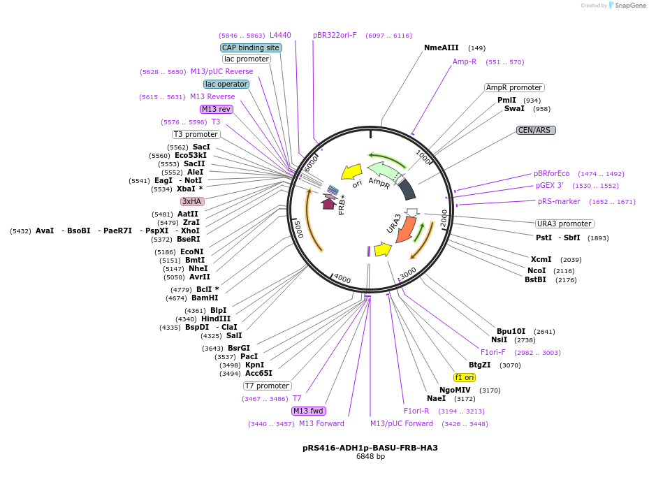 227992-plasmid-map-sequence-id-454051