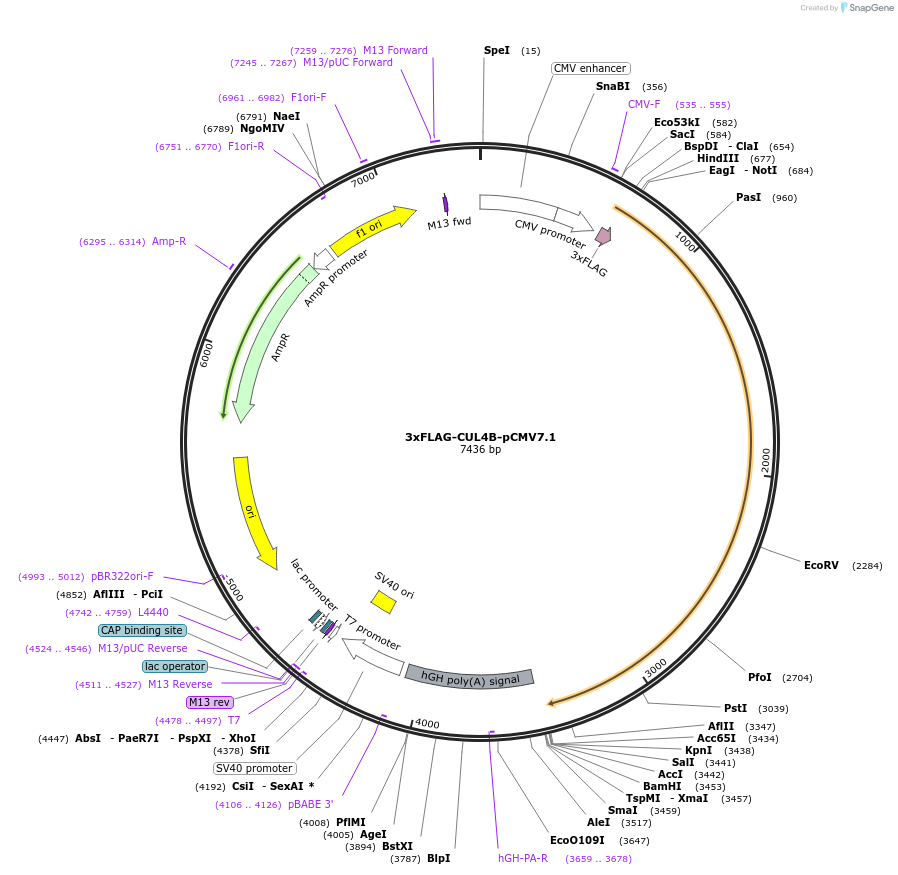 155023-plasmid-map-sequence-id-454055
