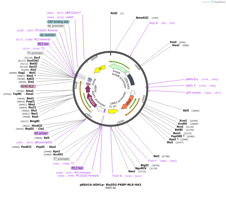 227991-plasmid-map-sequence-id-454059