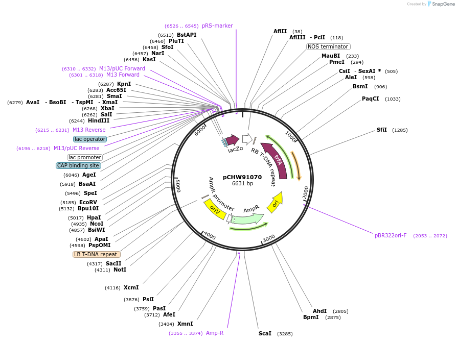 222463-plasmid-map-sequence-id-454061