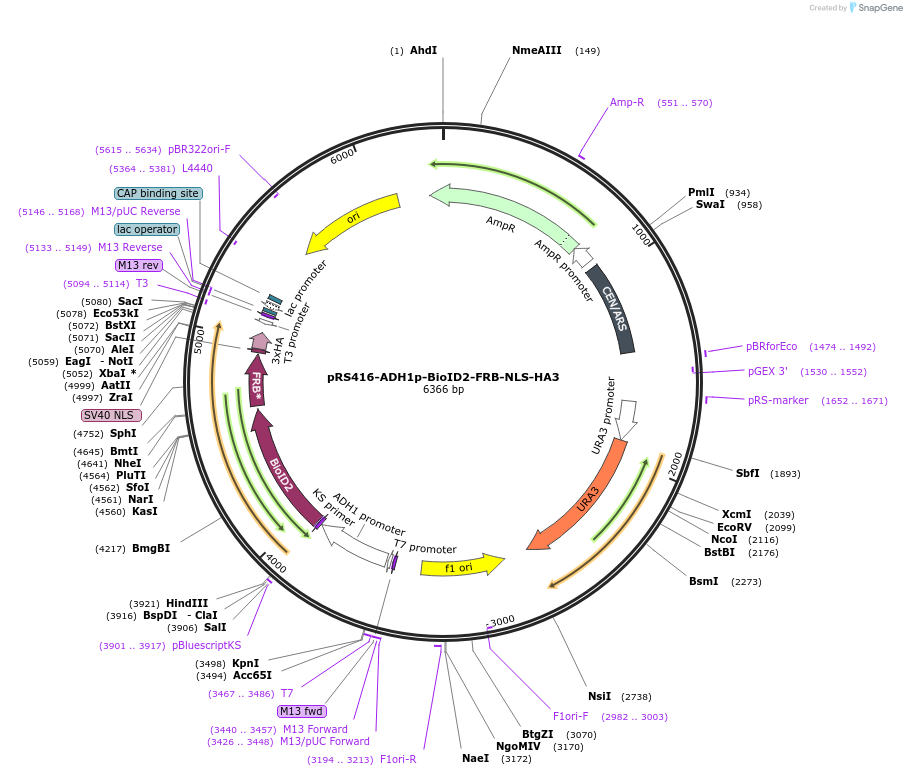 227989-plasmid-map-sequence-id-454063