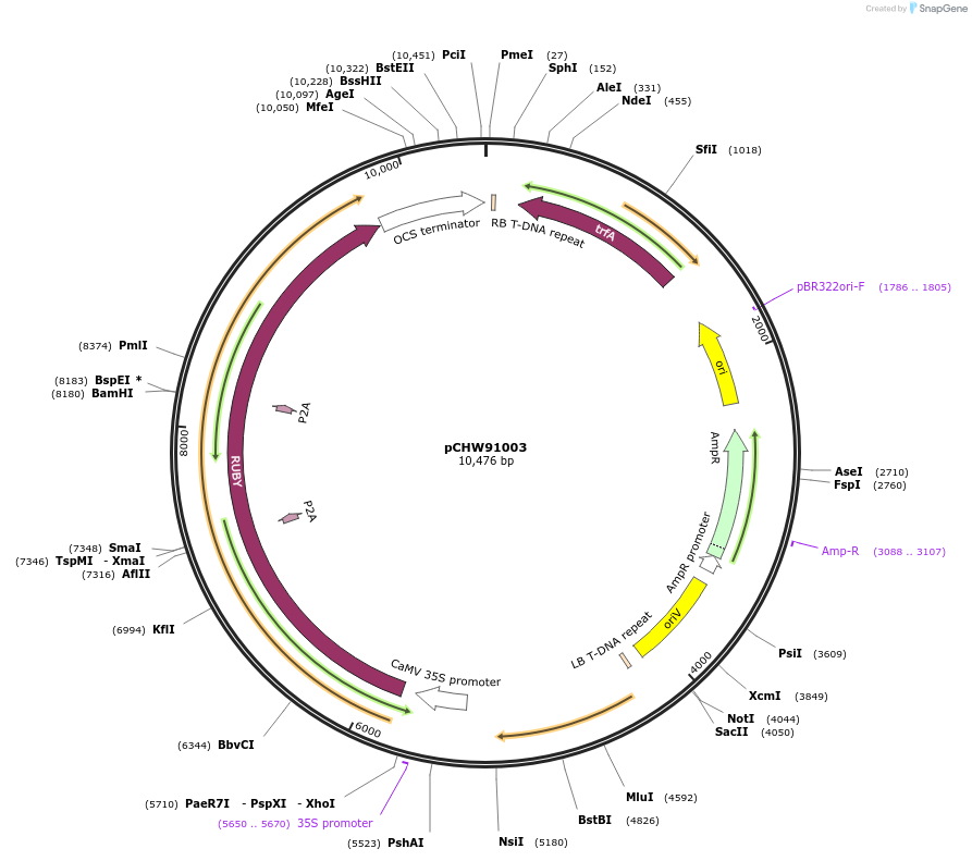 222449-plasmid-map-sequence-id-454064