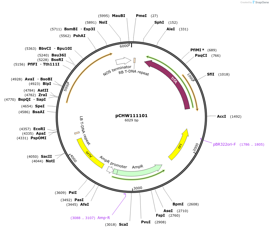 222452-plasmid-map-sequence-id-454066