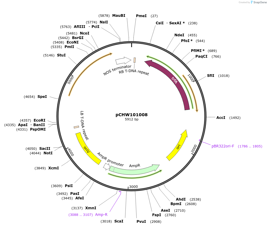 222453-plasmid-map-sequence-id-454067