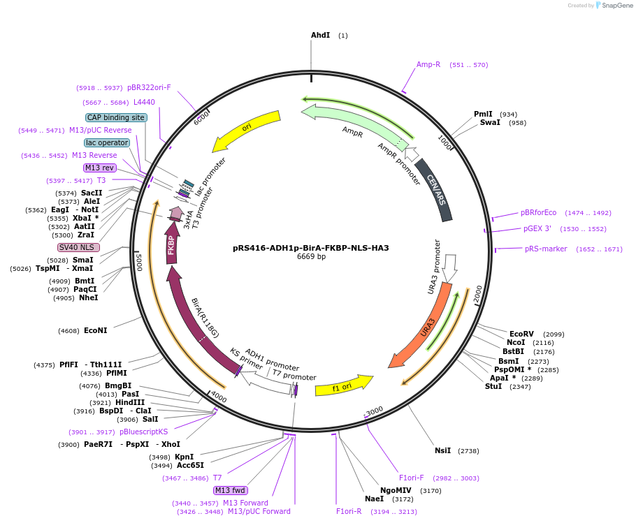 227987-plasmid-map-sequence-id-454071