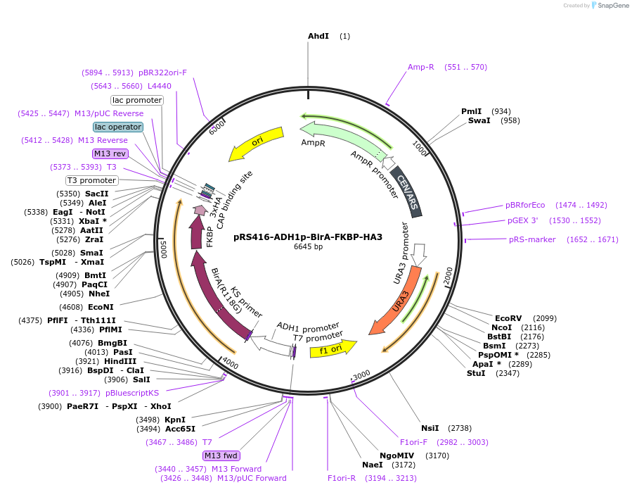 227986-plasmid-map-sequence-id-454074