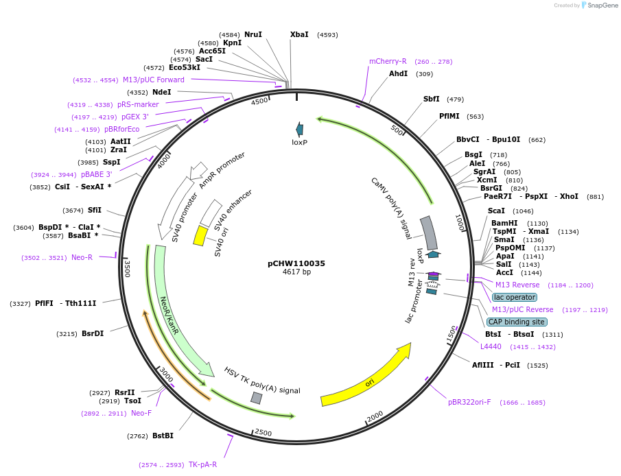 222444-plasmid-map-sequence-id-454076