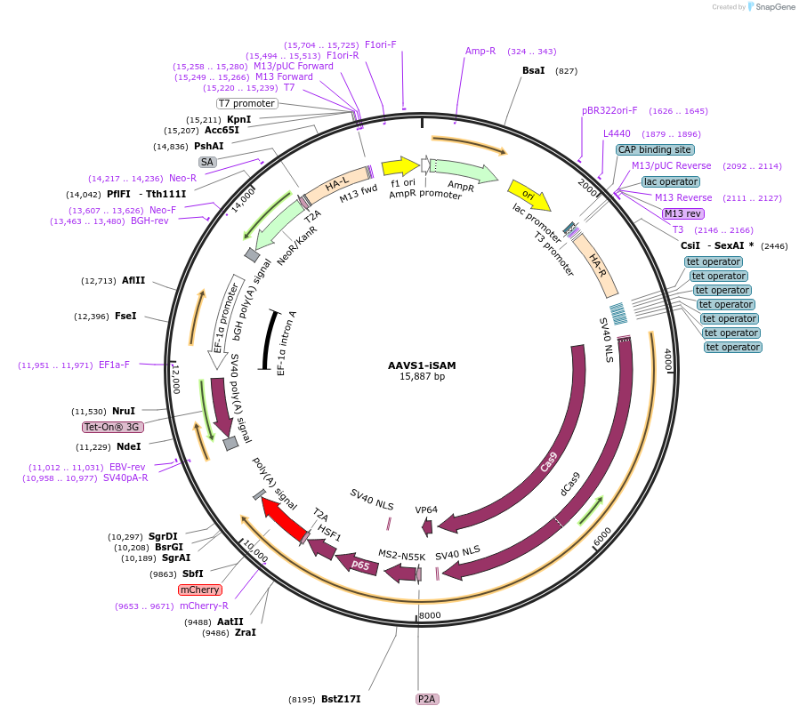 211495-plasmid-map-sequence-id-454077