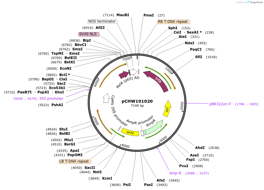 222454-plasmid-map-sequence-id-454080