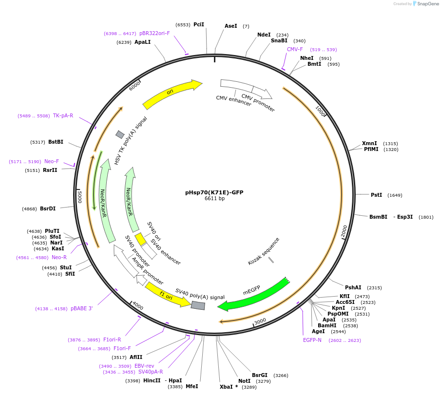 228196-plasmid-map-sequence-id-454082