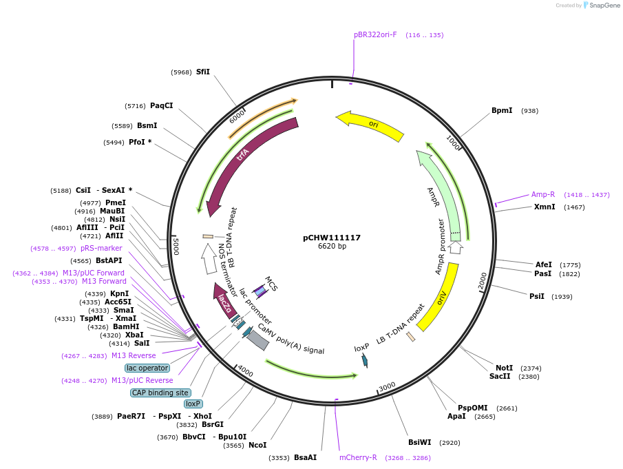 222460-plasmid-map-sequence-id-454089