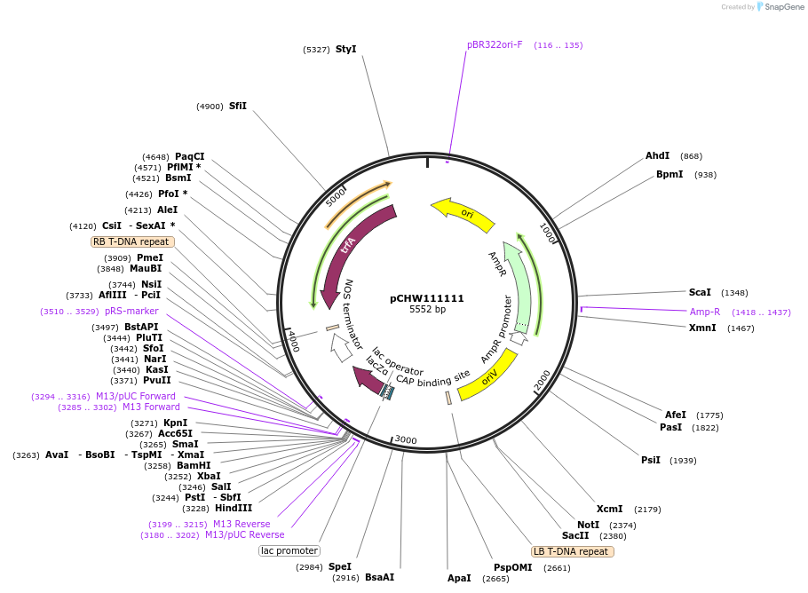222456-plasmid-map-sequence-id-454091