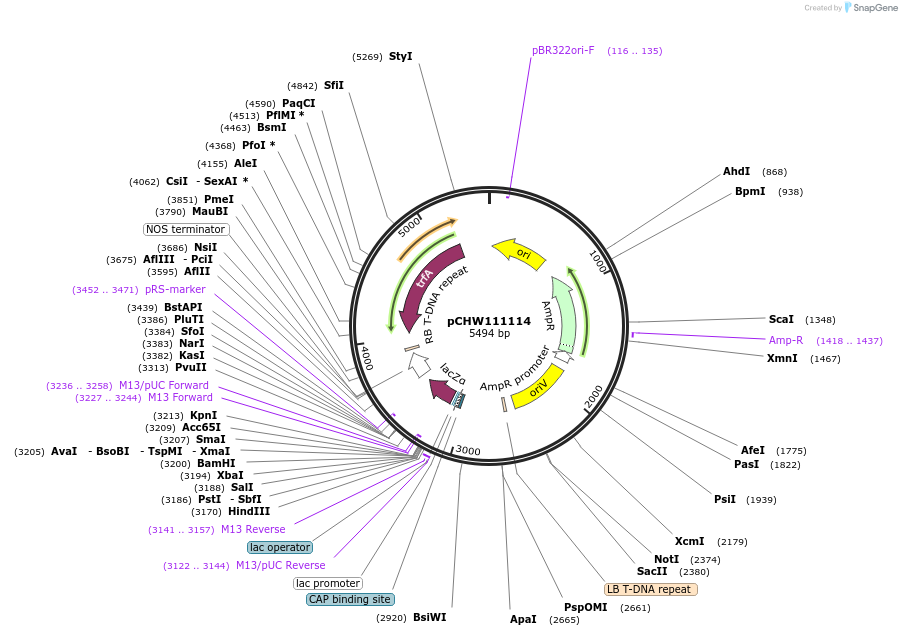 222459-plasmid-map-sequence-id-454092