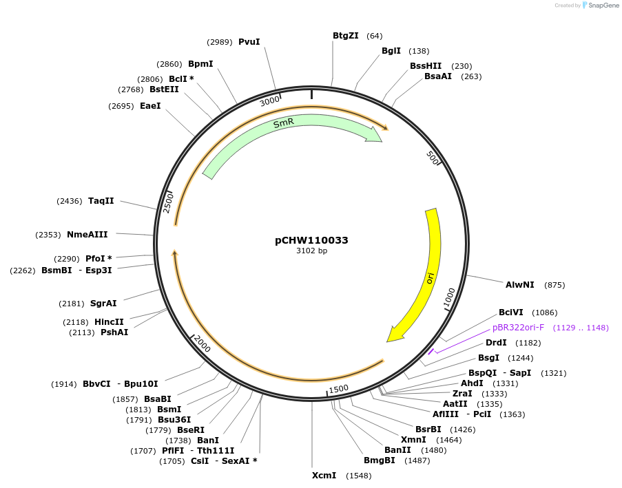 222441-plasmid-map-sequence-id-454093