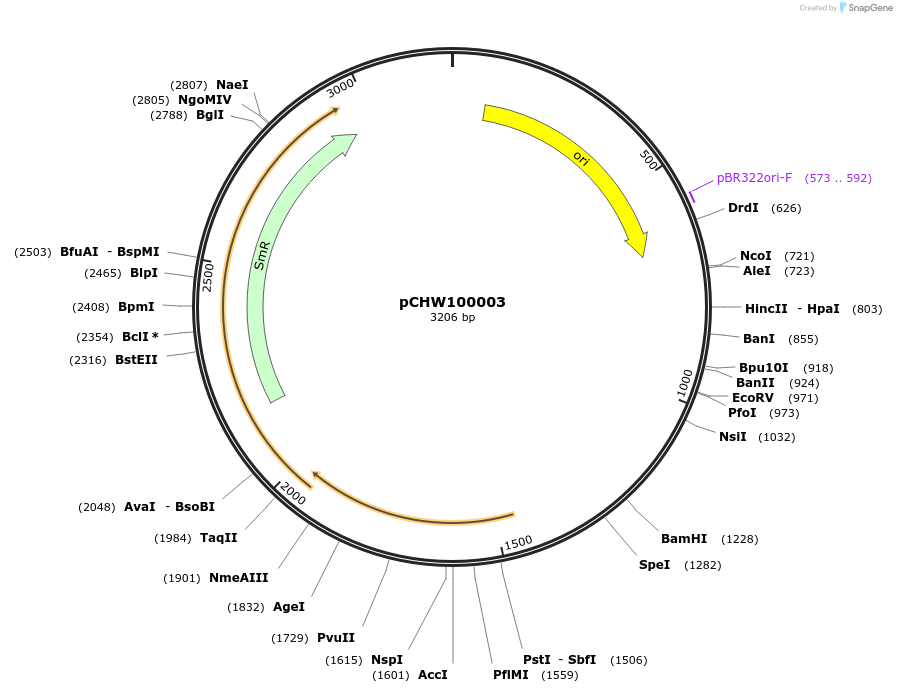 222442-plasmid-map-sequence-id-454096