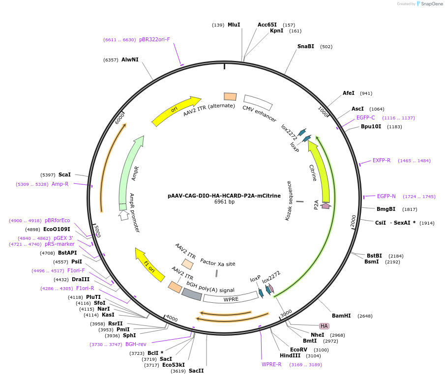 228902-plasmid-map-sequence-id-454100
