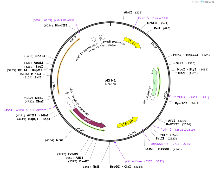 36270-plasmid-map-sequence-id-45411