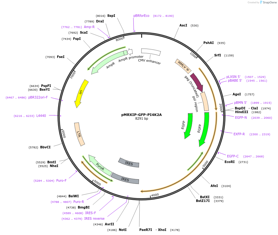 221760-plasmid-map-sequence-id-454110