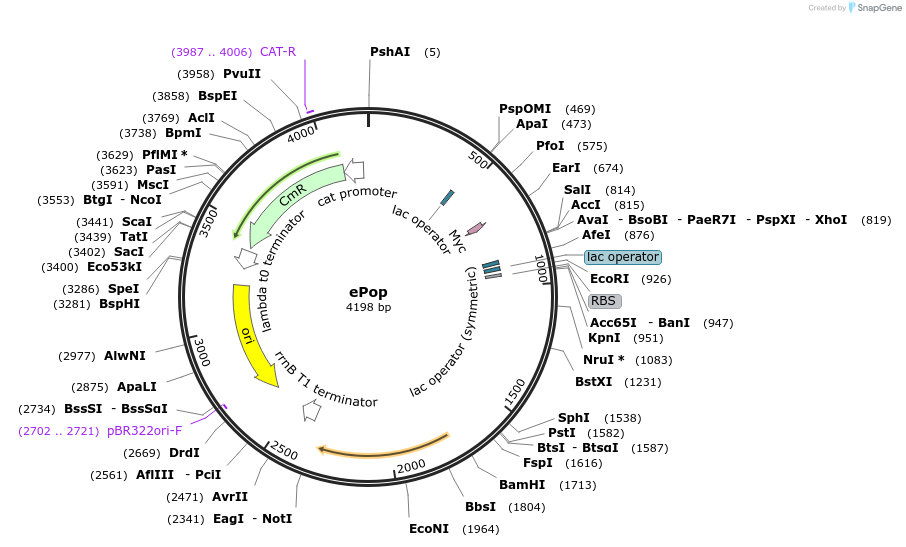 50953-plasmid-map-sequence-id-454119