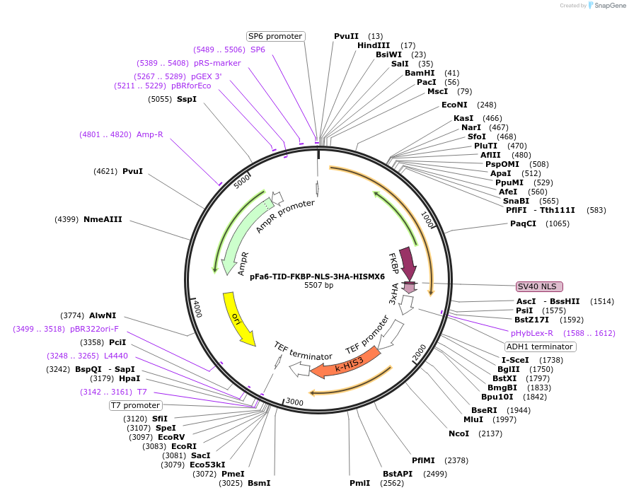 228027-plasmid-map-sequence-id-454141