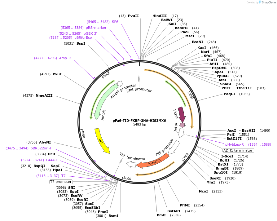 228025-plasmid-map-sequence-id-454142