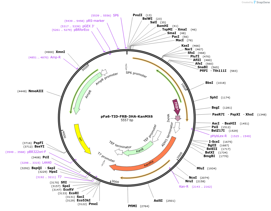 228020-plasmid-map-sequence-id-454145