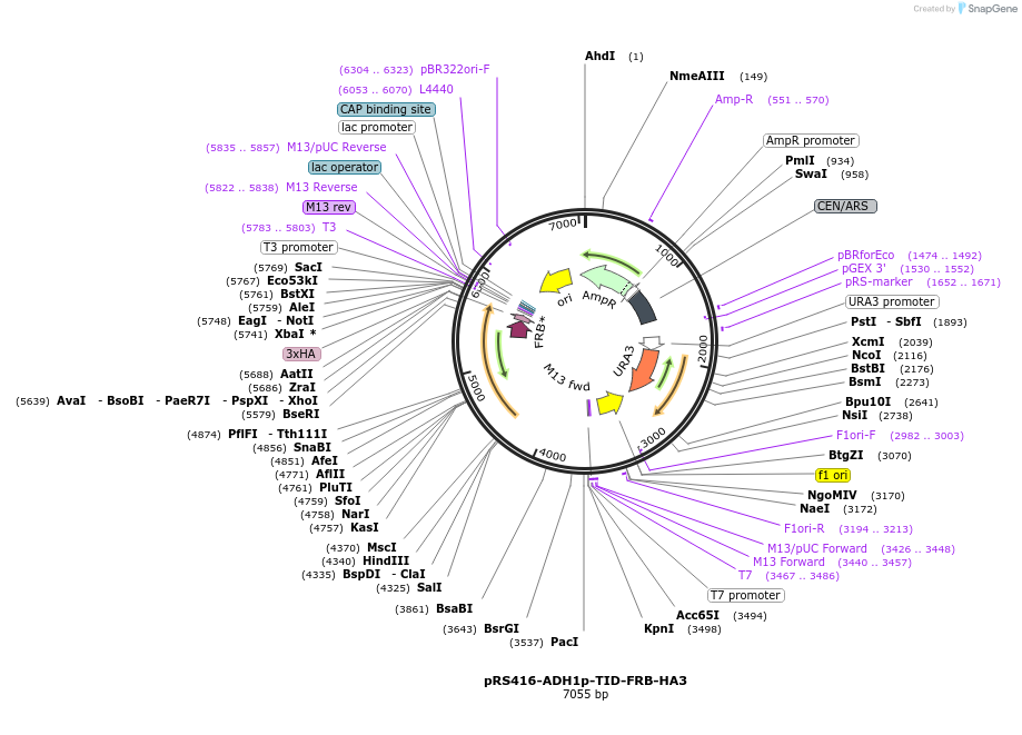 227996-plasmid-map-sequence-id-454149