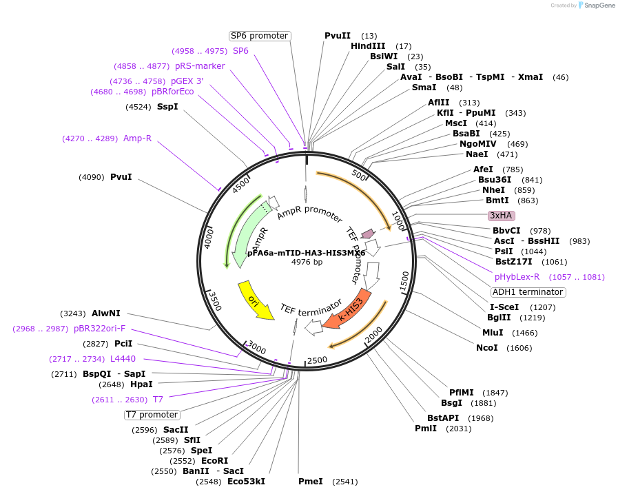 227983-plasmid-map-sequence-id-454159