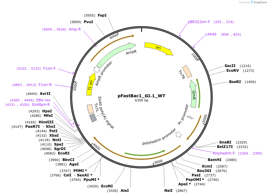 162579-plasmid-map-sequence-id-454162